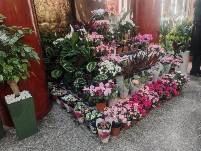 AKO ŽELITE CVEĆE KOJE NIJE PREVIŠE ZAHTEVNO, OVA BILJKA JE ZA VAS! jedna od najotpornijih, može da izdrži jako sunce i neće da uvene