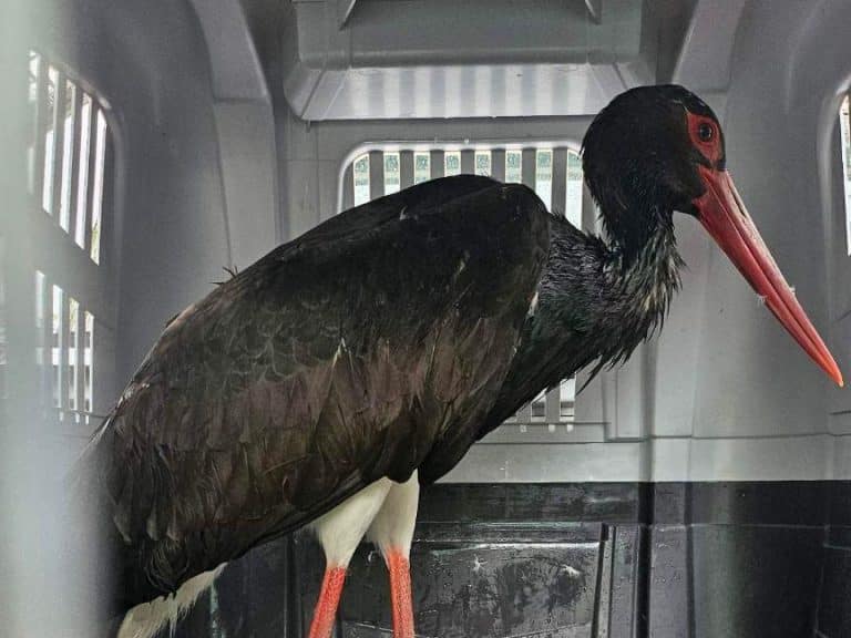 NAJLEPŠI DAN U ŽIVOTU CRNE RODE SA PALIĆA! Ovako je tužna životna priča dobila srećan kraj (FOTO)