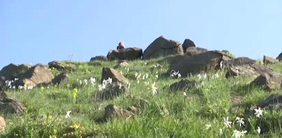 3.000 IH DOŠLO SVOJIM OČIMA DA VIDI OVU PRIRODNU POJAVU NA STOLOVIMA KOD KRALJEVA Peli se puna 4 sata, dočekao ih čaroban prizor na planini i krdo divljih konja
