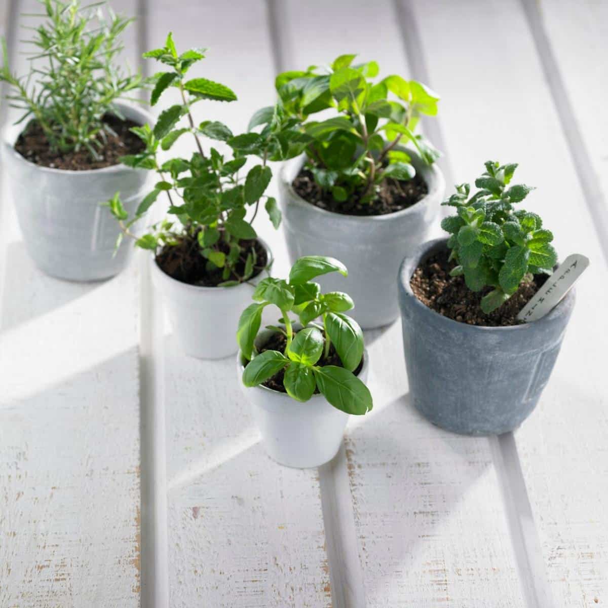 Jedna stvar na dnu saksije dovoljna je da vaše biljke ožive: Pomoću ovog trika manje će te ih i zalivati