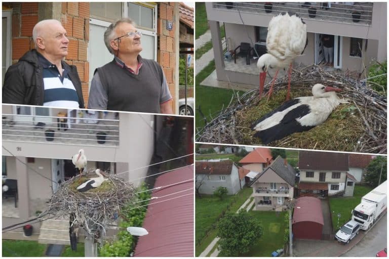 DESETAK RODA U BORBI ZA NAPUŠTENO GNEZDO U ČAČANSKOM NASELJU LUGOVI: Neverovatne scene na banderi, sada se pojavile i jako retke crne rode (FOTO)