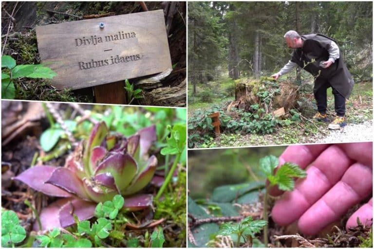 ODMORIŠTA, PEŠAČKE STAZE I BOTANIČKE BAŠTE: Sve bogatija ponuda srpske planine Zlatar (FOTO)